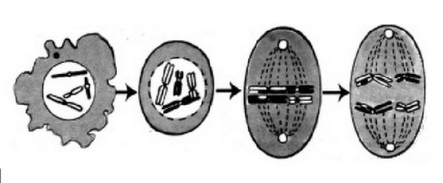 Краткое описание стадий и схемы деления клеток посредством мейоза. Деление клетки: митоз