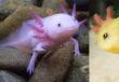 Axolotl acquatico: come prendersi cura di un drago messicano in un acquario?