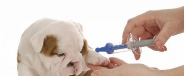 Как делаются прививки щенкам. Какие прививки для собак делают обязательно, для чего они нужны? Какие бывают прививки