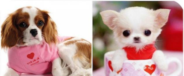 Выше маленькие собачки очень популярны. Самые модные породы собак: рейтинг, особенности и отзывы