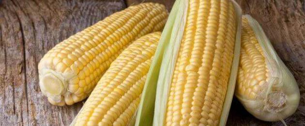 Кукуруза свежая польза и вред. Можно ли есть кукурузу сырой? Какая кукуруза полезнее - сырая или вареная