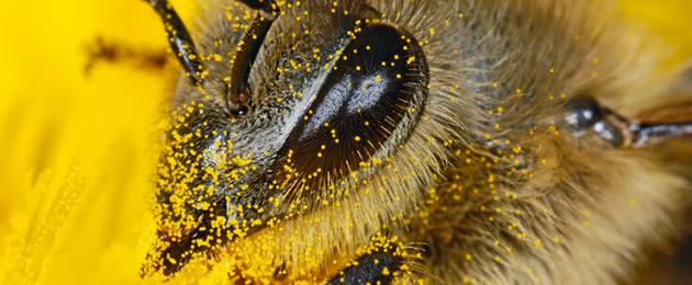 Полезные свойства пчелиной пыльцы. Как принимать и хранить, рецепты