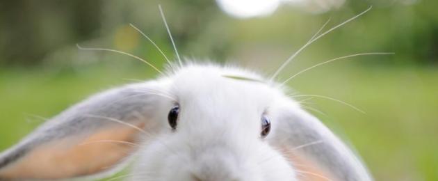 Почему у кролей бывают горячие уши. У кролика горячие уши - ростки жизни