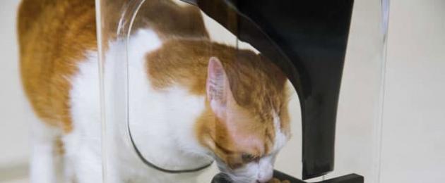Удобное и полезное приспособление для питания кошек — автоматическая кормушка. Автокормушка для кошек своими руками Кормушка для кошек своими руками из пластиковой
