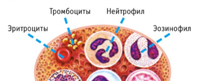 Лейкоциты в крови – норма по полу и возрасту, повышенные и пониженные значения. О чем говорит количество лейкоцитов в крови