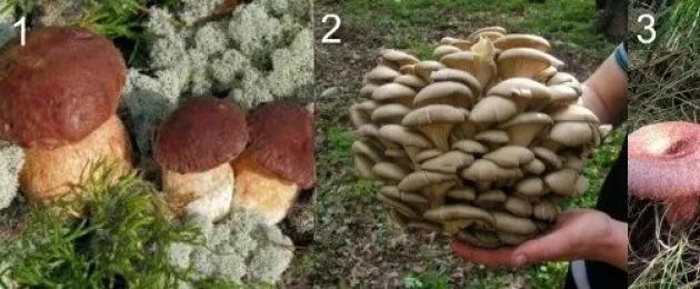 Quali funghi vengono raccolti in una pineta.  Quali funghi crescono in una foresta di conifere