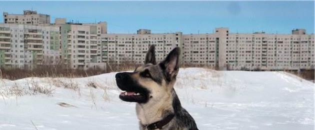 Descrizione della razza del cane Veo.  Cane pastore dell'Europa orientale (foto): protettore resistente e amico fedele