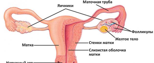 Структура половых органов женщины. Строение женской половой системы