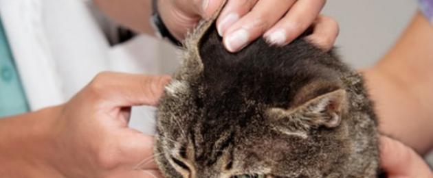 Кожные у кошек. Кожные заболевания у кошек — фото и лечение