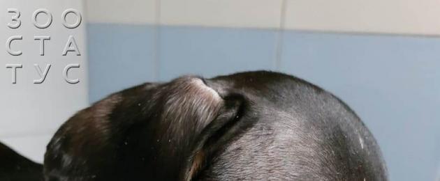 Почему собака трясет головой и чешет уши. Считаются ли горячие уши у собаки отклонением