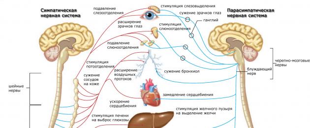 Вегетативная нервная система: строение и функции. Строение и функции парасимпатической нервной системы человека, заболевания и их симптомы Симпатическая нервная система и работоспособность