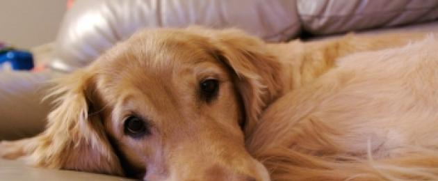 Il cane trema e è letargico.  Crampi muscolari nei cani di taglia piccola e grande: cause e trattamento