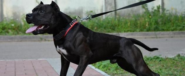 Pitbull - Кубинский пес бойцовой породы. Бойцовские породы собак Кубинский питбультерьер
