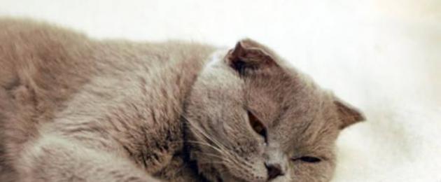 Симптомы воспаления кишечника у кошек. Заболевания кишечника у кошек