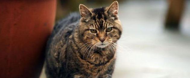Сколько прожил самый старый кот? всё про кошек долгожителей! Самая старая кошка в мире попала в книгу рекордов гиннесса Кот проживший самую долгую жизнь. 