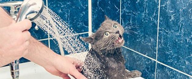 Bagna il gattino con uno shampoo normale.  Istruzioni video: come lavare un gatto a cui non piace fare il bagno