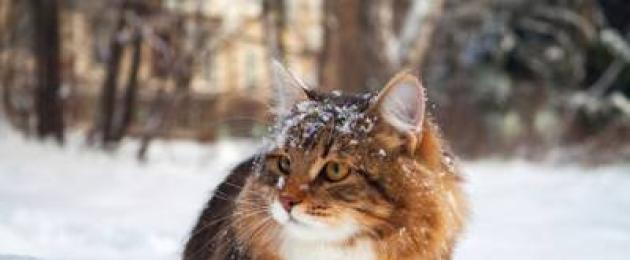 При какой температуре кошки могут жить на улице: какие породы не переносят холода. Кошки зимой Котенка зимой