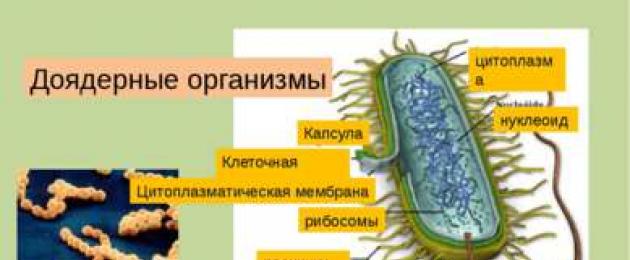 Sottoregno Animali multicellulari (Metazoa).  Caratteristiche dell'organismo multicellulare - un unico tessuto intero - un'unità funzionale