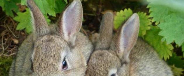 Le abitudini dei conigli decorativi e cosa mangiano.  Conigli selvatici: tratti caratteristici dell'aspetto, abitudini