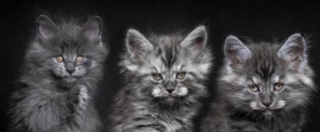 Серый котенок во сне. Сонник - Цвет серый