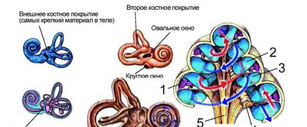 Анатомия улитки внутреннего уха. Лабиринтит (внутренний отит)