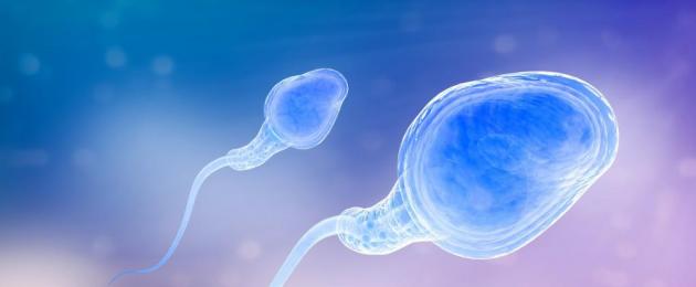 За какое время сперматозоид достигает яйцеклетки. Сколько живут сперматозоиды во внешней среде? Какие факторы влияют на жизнеспособность сперматозоидов