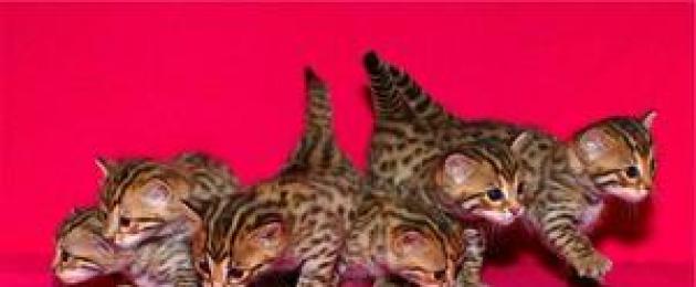 Африканская леопардовая кошка. Леопардовая кошка — что за порода