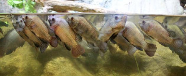 Заболевания аквариумных рыбок. Болезни аквариумных рыбок: внешние признаки, лечение и фото