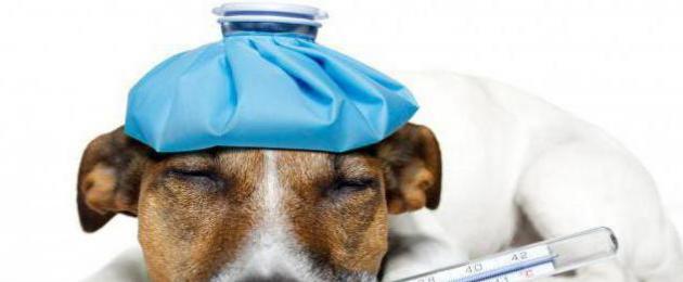 Преднизолон или метипред что лучше для собаки. Преднизолон — обязательный препарат в аптечке собаки