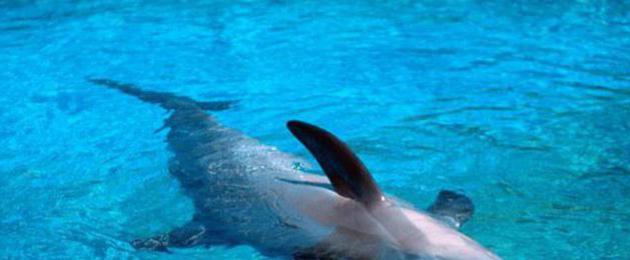 Почему дельфины спят открытым глазом. Спящие на волнах