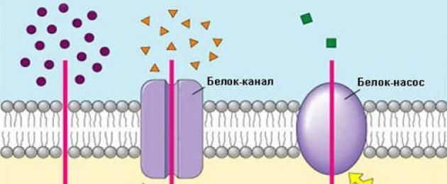 Struttura e funzioni delle membrane plasmatiche.  Qual è la funzione della membrana cellulare esterna?  La struttura della membrana cellulare esterna