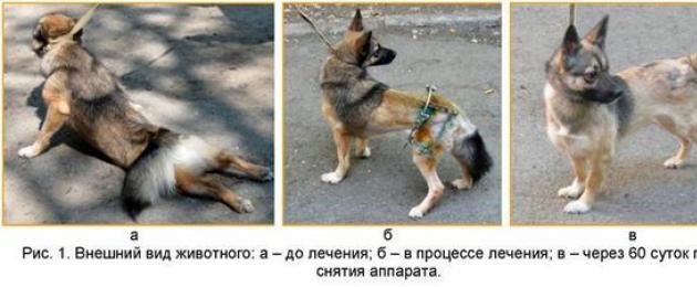 خلل التنسج الورك في الكلاب السلالات الصغيرة.  مراحل خلل التنسج الوركي في الكلاب