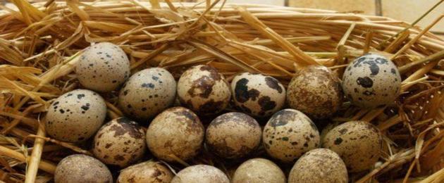Как едят перепелиные яйца? Сколько в день можно съедать перепелиных яиц? О пользе и вреде перепелиных яиц для мужчин. 