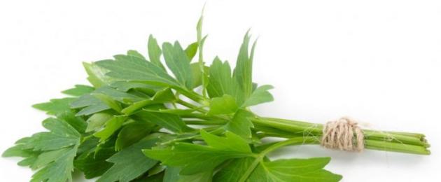 Lovage - proprietà medicinali e controindicazioni delle erbe.  Come viene utilizzato il levistico nella medicina tradizionale