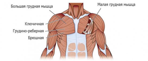 Комплекс упражнений для грудных мышц для мужчин. Как быстро накачать грудные мышцы