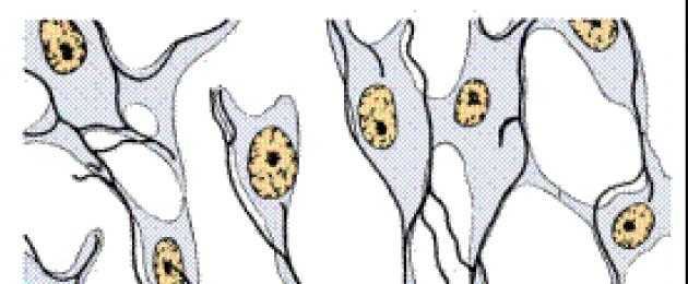 Сосудистая полоска представлена ретикулярной ткани. Соединительная ткань со специальными свойствами