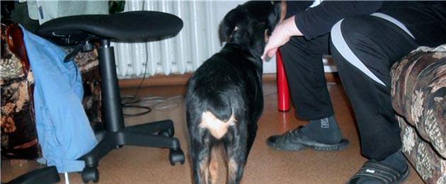 Дисплазия у щенка симптомы. Предрасположенные породы собак