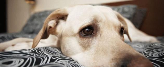 Как лечить мастопатию у собак? Мастопатия у собак. 