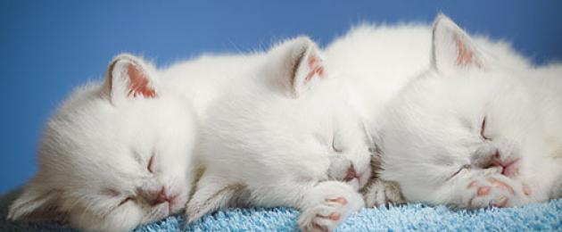 Perché sognare 2 gattini.  Perché il gattino sogna?  Gattini che interpretano i sogni