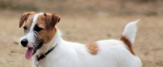Cane American Staffordshire Terrier.  Senza paura e dubbio - Razza di cane Stafford: descrizione con foto, cura e alimentazione adeguate