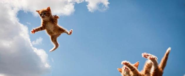 Почему кошки приземляются на лапы сказка. Почему кошка падает, припадает на лапы или заваливается набок? Как помочь питомцу