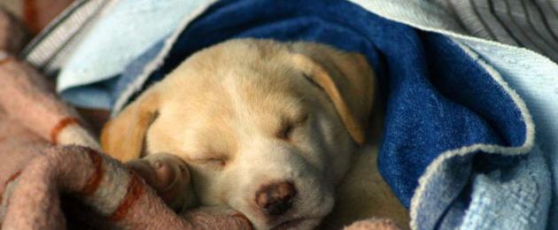 Trattare il raffreddore nei cani a casa.  Una malattia comune è il raffreddore nei cani: come identificarlo, trattarlo ed evitarlo