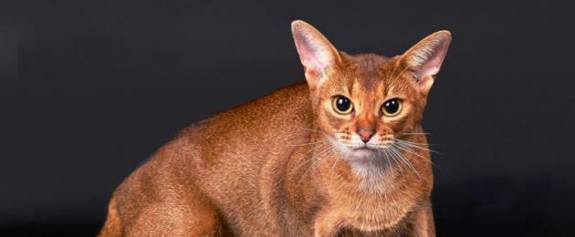 Абиссинская кошка перси. Сколько стоит абиссинская кошка? Видео — заводчики о породе