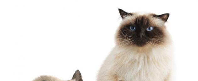 Самая популярная порода кошек в мире. Самые любимые и распространенные породы кошек