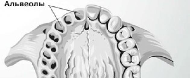 Что такое альвеолы во рту. Как устроены легкие? что такое альвеолы? Что такое альвеолы в биологии