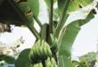 Che aspetto ha un albero di banane?