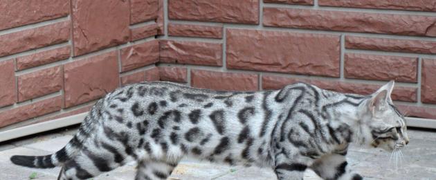Кошка скрещенная с леопардом. Как называется порода кошки, которая как леопард