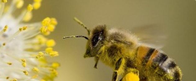 Polline di fiori: proprietà medicinali, composizione, controindicazioni.  Polline d'api: come usarlo?  Polline d'api: proprietà medicinali, recensioni.