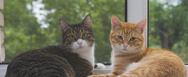 Как подружить двух взрослых кобелей? Как подружить двух кошек в одной квартире? Породы и характеры кошек Как подружить котов между собой в квартире. 