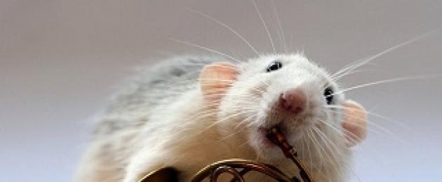 Загадка беляевской про мышку. Загадки про мышкудля детей и взрослых